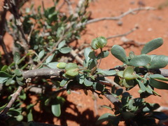 Roepera lichtensteiniana