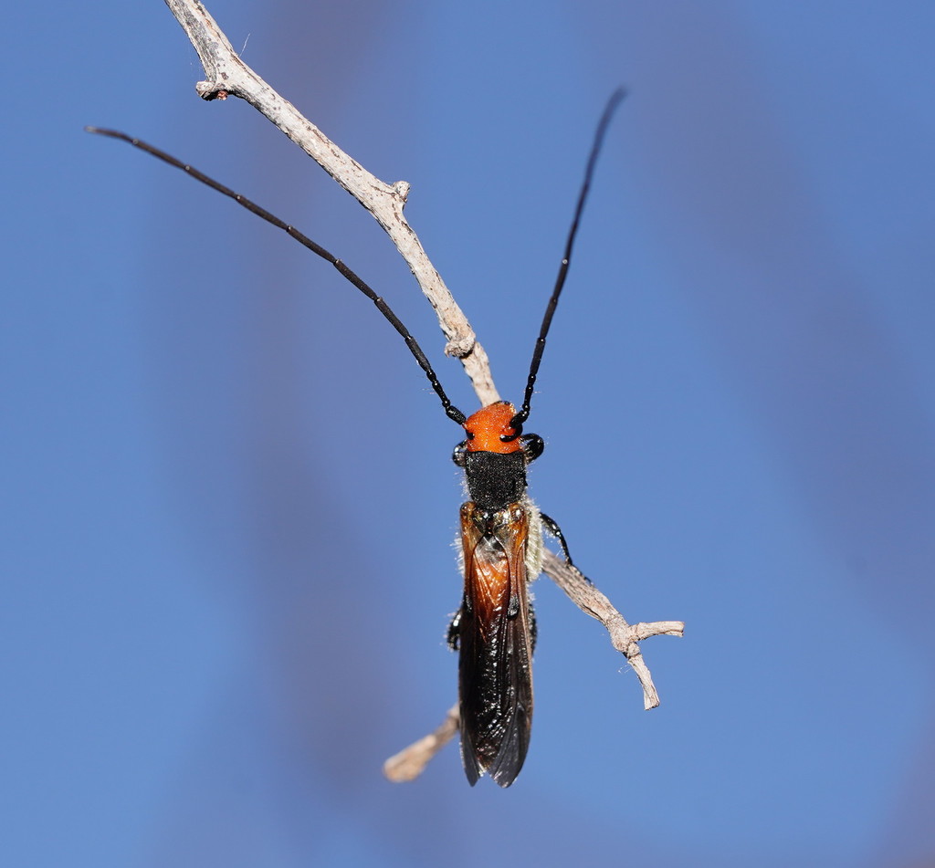 Proagapete auricoma