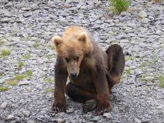 Ursus arctos middendorffi