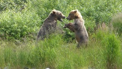 Ursus arctos middendorffi