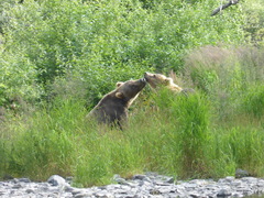 Ursus arctos middendorffi