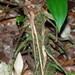 Anthurium longipeltatum Matuda 4