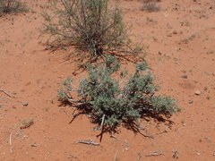 Leucosphaera bainesii