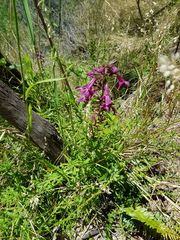 Stachys thunbergii