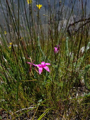 Romulea cruciata
