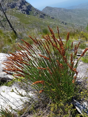 Elegia thyrsoidea
