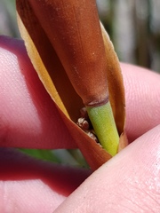 Elegia thyrsoidea