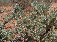 Leucosphaera bainesii