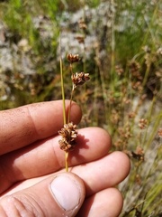Juncus amabilis