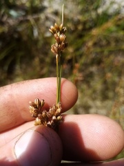 Juncus amabilis