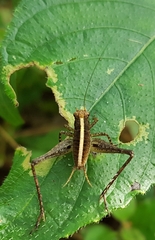 Eneoptera surinamensis