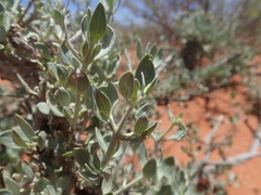 Leucosphaera bainesii