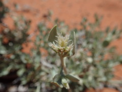 Leucosphaera bainesii