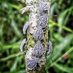 Cappaea taprobanensis