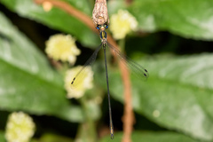 Synlestes selysi