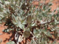 Leucosphaera bainesii