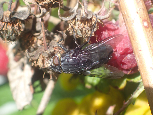 Orange-bearded Bluebottle Fly photo 6