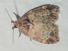 Utriculofera endaurompinata