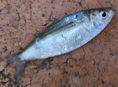 Herklotsichthys castelnaui