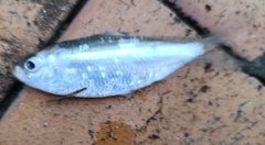 Herklotsichthys castelnaui