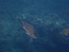タカサゴスズメダイ