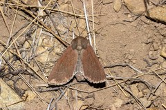 Ichneutica nullifera