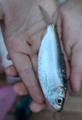 Herklotsichthys castelnaui