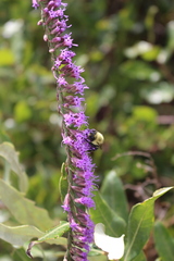 Liatris quadriflora