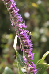 Liatris quadriflora