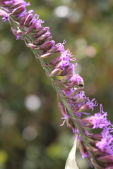 Liatris quadriflora