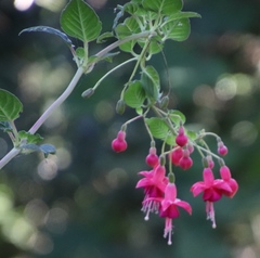Fuchsia × hybrida