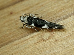 Pyroderces deamatella