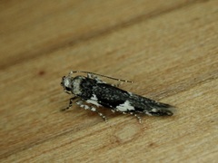 Pyroderces deamatella