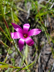 Romulea cruciata
