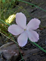 Dianthus zeyheri