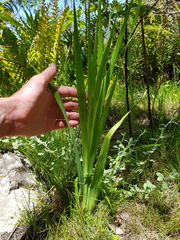 Gladiolus sempervirens