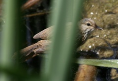 Acrocephalus scirpaceus baeticatus