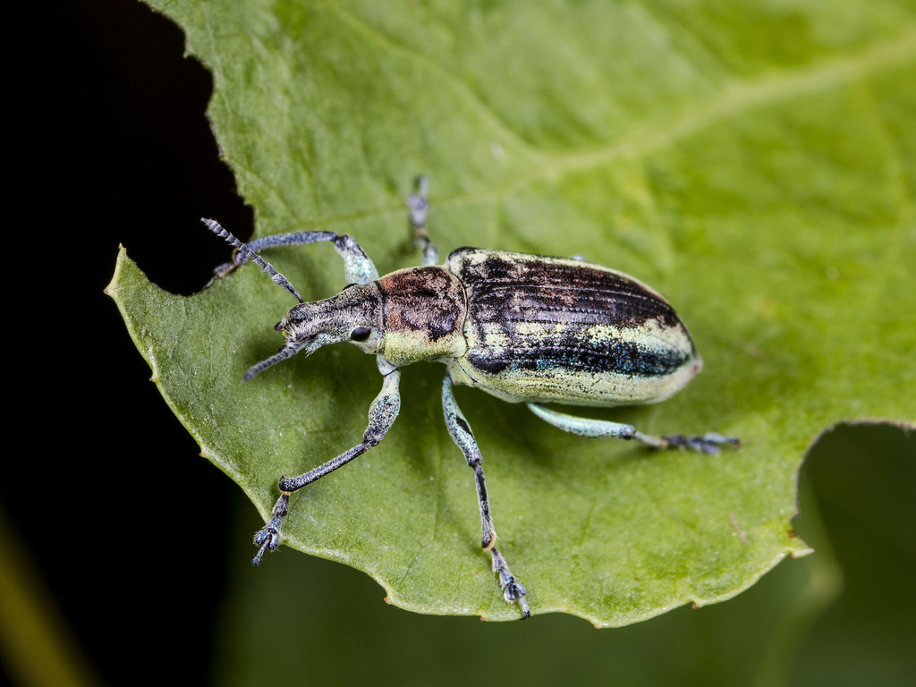 Chlorophanus magnificus