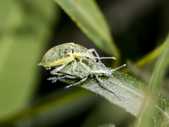 Chlorophanus ferghanensis