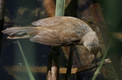 Acrocephalus scirpaceus baeticatus