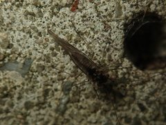 Mesopsocus immunis