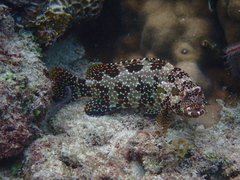 Starspotted Grouper photo 3