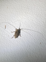 Acalolepta marianarum