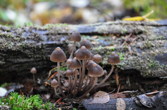 Mycena stipata