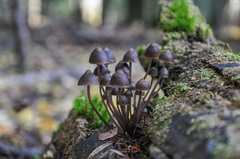 Mycena stipata
