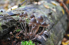 Mycena stipata