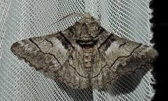 Hypobapta diffundens