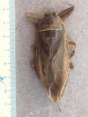 Lethocerus cordofanus