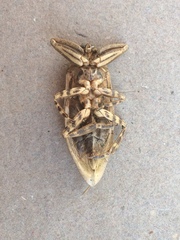 Lethocerus cordofanus