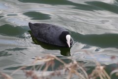 Fulica atra